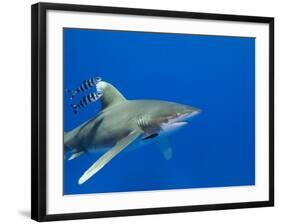 Oceanic Whitetip (Carcharhinus Longimanus)-Stephen Frink-Framed Photographic Print