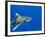 Oceanic Whitetip (Carcharhinus Longimanus)-Stephen Frink-Framed Photographic Print