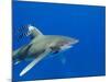 Oceanic Whitetip (Carcharhinus Longimanus)-Stephen Frink-Mounted Photographic Print