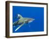 Oceanic Whitetip (Carcharhinus Longimanus)-Stephen Frink-Framed Photographic Print