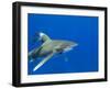 Oceanic Whitetip (Carcharhinus Longimanus)-Stephen Frink-Framed Photographic Print