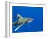 Oceanic Whitetip (Carcharhinus Longimanus)-Stephen Frink-Framed Photographic Print