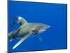 Oceanic Whitetip (Carcharhinus Longimanus)-Stephen Frink-Mounted Photographic Print