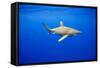 Oceanic Whitetip Sharks in Hawaii-Paul Souders-Framed Stretched Canvas