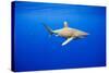 Oceanic Whitetip Sharks in Hawaii-Paul Souders-Stretched Canvas