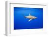 Oceanic Whitetip Sharks in Hawaii-Paul Souders-Framed Photographic Print