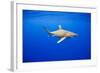 Oceanic Whitetip Sharks in Hawaii-Paul Souders-Framed Photographic Print