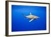 Oceanic Whitetip Sharks in Hawaii-Paul Souders-Framed Photographic Print