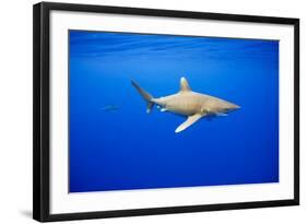 Oceanic Whitetip Sharks in Hawaii-Paul Souders-Framed Photographic Print