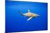 Oceanic Whitetip Sharks in Hawaii-Paul Souders-Mounted Photographic Print