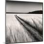 Oceanside Field-Andrew Ren-Mounted Art Print