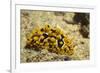 Ocellate Phyllidia-Hal Beral-Framed Photographic Print