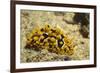 Ocellate Phyllidia-Hal Beral-Framed Photographic Print