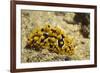 Ocellate Phyllidia-Hal Beral-Framed Photographic Print