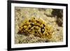 Ocellate Phyllidia-Hal Beral-Framed Photographic Print