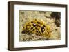 Ocellate Phyllidia-Hal Beral-Framed Photographic Print
