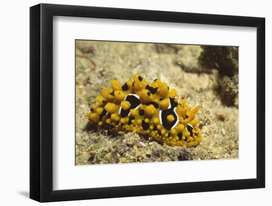 Ocellate Phyllidia-Hal Beral-Framed Photographic Print