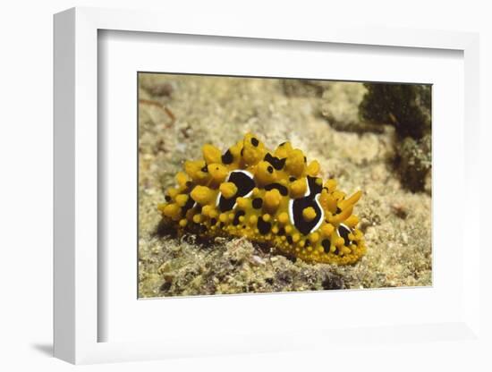 Ocellate Phyllidia-Hal Beral-Framed Photographic Print