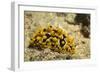 Ocellate Phyllidia-Hal Beral-Framed Photographic Print