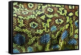 Ocellated Lizard (Timon lepidus) adult, close-up of skin texture, Italy, june-Fabio Pupin-Framed Stretched Canvas