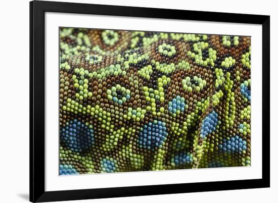 Ocellated Lizard (Timon lepidus) adult, close-up of skin texture, Italy, june-Fabio Pupin-Framed Photographic Print