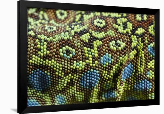 Ocellated Lizard (Timon lepidus) adult, close-up of skin texture, Italy, june-Fabio Pupin-Framed Photographic Print