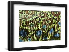Ocellated Lizard (Timon lepidus) adult, close-up of skin texture, Italy, june-Fabio Pupin-Framed Photographic Print