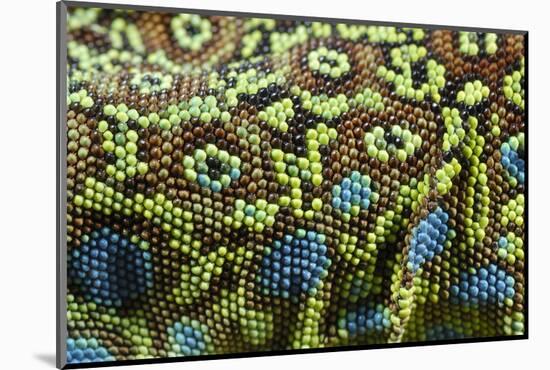 Ocellated Lizard (Timon lepidus) adult, close-up of skin texture, Italy, june-Fabio Pupin-Mounted Photographic Print