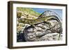 Ocellated Lizard (Timon Lepidus or Lacerta Lepida), Lacertidae-null-Framed Giclee Print