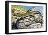 Ocellated Lizard (Timon Lepidus or Lacerta Lepida), Lacertidae-null-Framed Giclee Print