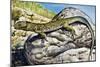 Ocellated Lizard (Timon Lepidus or Lacerta Lepida), Lacertidae-null-Mounted Giclee Print