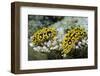 Ocellated Phyllidia-Hal Beral-Framed Photographic Print