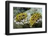 Ocellated Phyllidia-Hal Beral-Framed Photographic Print