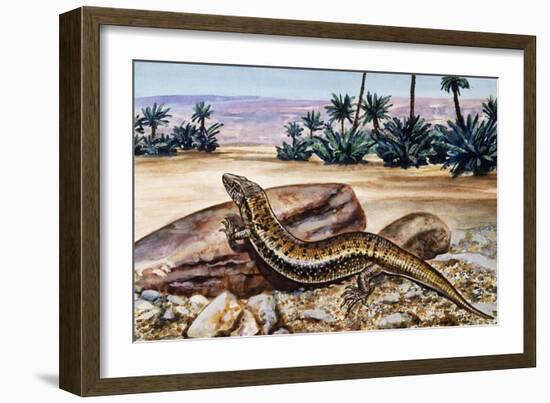 Ocellated Skink (Chalcides Ocellatus), Scincidae-null-Framed Giclee Print