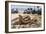 Ocellated Skink (Chalcides Ocellatus), Scincidae-null-Framed Giclee Print