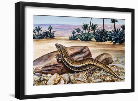 Ocellated Skink (Chalcides Ocellatus), Scincidae-null-Framed Giclee Print