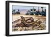 Ocellated Skink (Chalcides Ocellatus), Scincidae-null-Framed Giclee Print