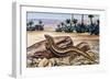 Ocellated Skink (Chalcides Ocellatus), Scincidae-null-Framed Giclee Print