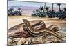 Ocellated Skink (Chalcides Ocellatus), Scincidae-null-Mounted Giclee Print