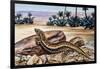 Ocellated Skink (Chalcides Ocellatus), Scincidae-null-Framed Giclee Print