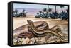 Ocellated Skink (Chalcides Ocellatus), Scincidae-null-Framed Stretched Canvas