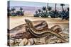 Ocellated Skink (Chalcides Ocellatus), Scincidae-null-Stretched Canvas