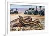 Ocellated Skink (Chalcides Ocellatus), Scincidae-null-Framed Giclee Print
