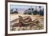 Ocellated Skink (Chalcides Ocellatus), Scincidae-null-Framed Giclee Print