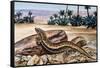 Ocellated Skink (Chalcides Ocellatus), Scincidae-null-Framed Stretched Canvas