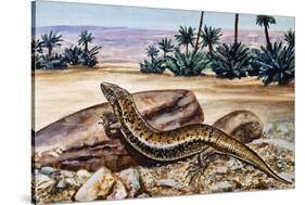 Ocellated Skink (Chalcides Ocellatus), Scincidae-null-Stretched Canvas