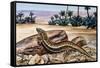 Ocellated Skink (Chalcides Ocellatus), Scincidae-null-Framed Stretched Canvas