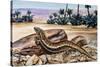 Ocellated Skink (Chalcides Ocellatus), Scincidae-null-Stretched Canvas