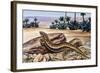 Ocellated Skink (Chalcides Ocellatus), Scincidae-null-Framed Giclee Print