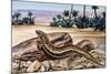 Ocellated Skink (Chalcides Ocellatus), Scincidae-null-Mounted Giclee Print